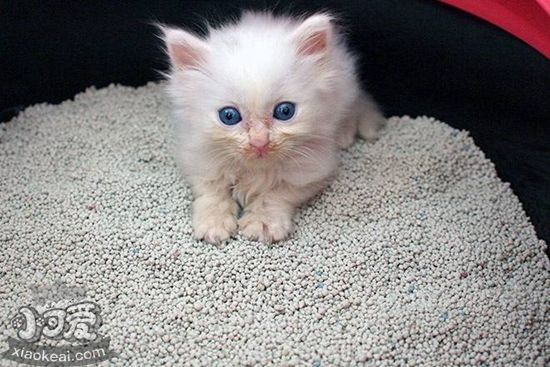 貓砂多久換一次 貓砂更換時間及方法