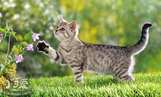 貓可以放養(yǎng)嗎 貓咪放養(yǎng)的危害介紹