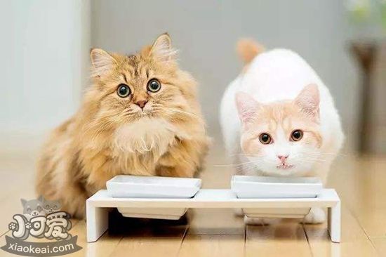 老年貓吃什么貓糧好 老年貓食用貓糧推薦