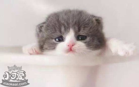 貓幾個月算成年 貓咪多大時吃成年貓糧