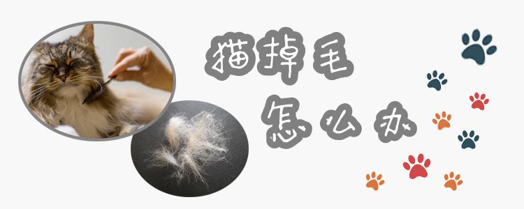 貓掉毛怎么辦