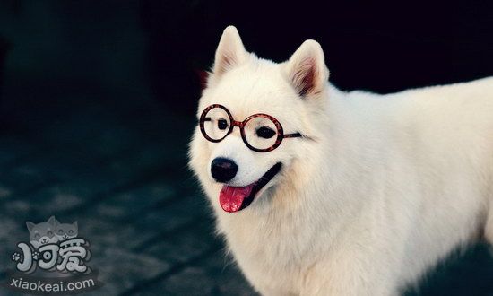 薩摩耶發燒怎么治療 薩摩耶發燒處理方法1