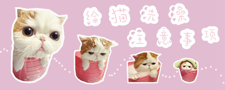 給貓洗澡注意事項