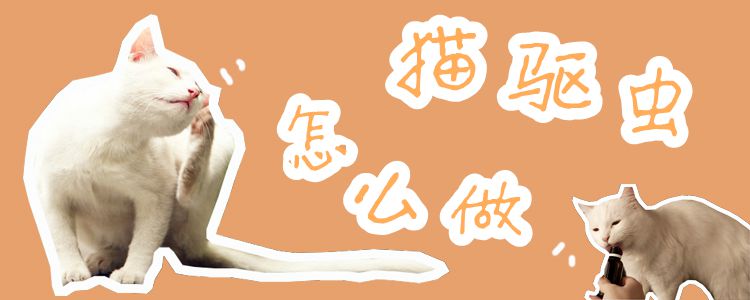 貓驅蟲怎么做