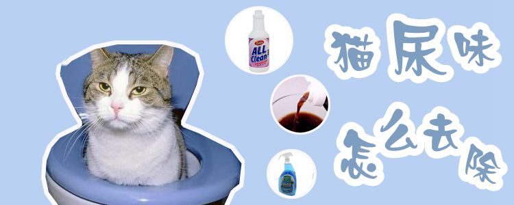 貓尿味怎么去除