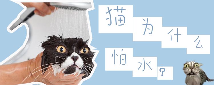 貓為什么怕水
