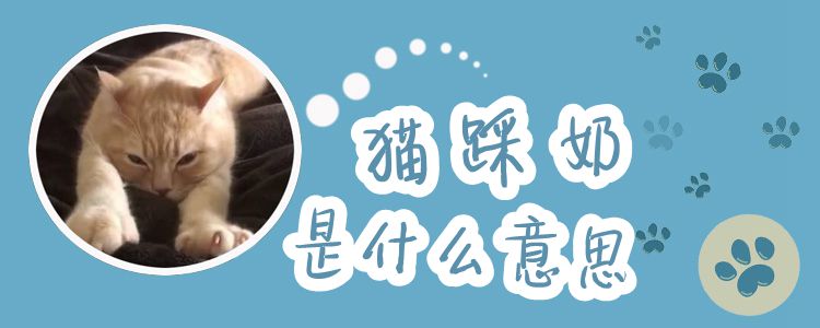 貓踩奶是什么意思