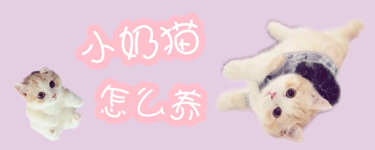小奶貓怎么養(yǎng)