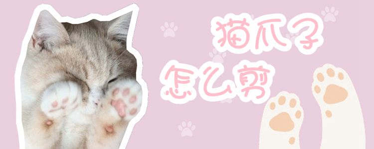 貓爪子怎么修剪