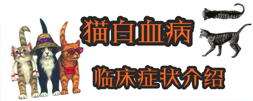 貓白血病臨床癥狀介紹
