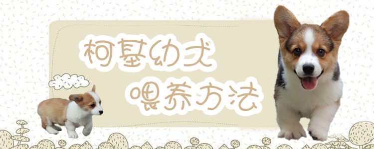 柯基幼犬飼養(yǎng)方法