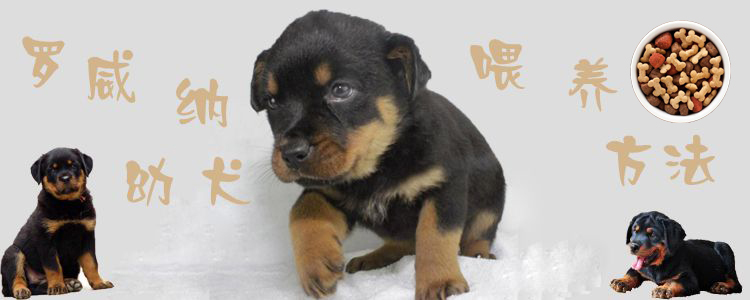 羅威納幼犬喂養(yǎng)方法