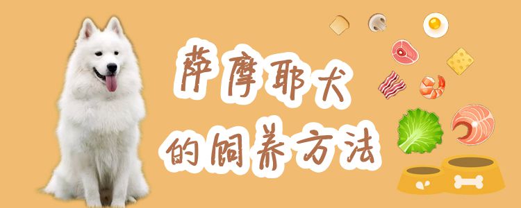 薩摩耶犬的飼養方法