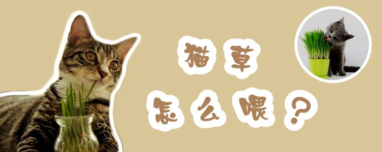 貓草怎么喂