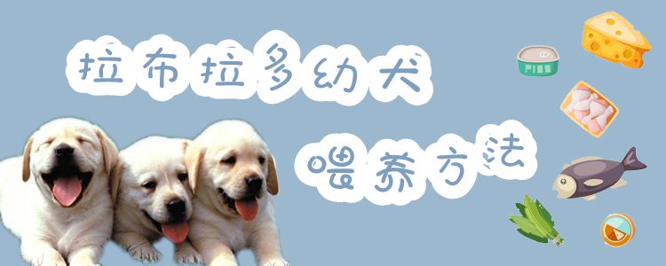 拉布拉多幼犬喂養方法