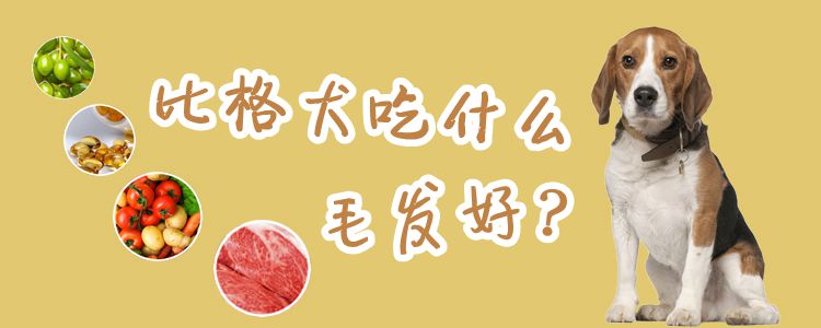 比格犬吃什么毛發好
