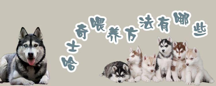 哈士奇喂養(yǎng)方法有哪些