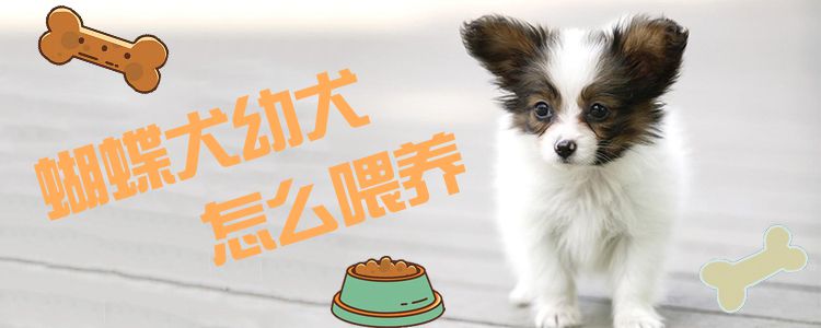 蝴蝶犬幼犬怎么喂養(yǎng)