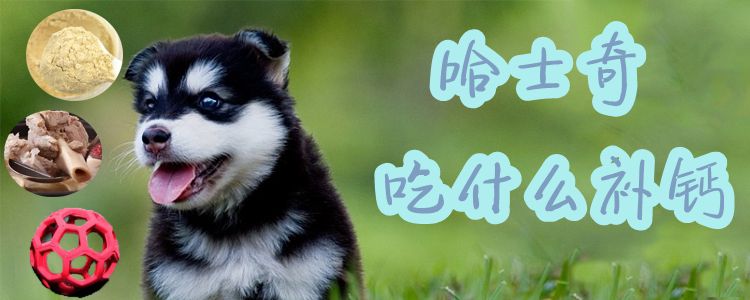 哈士奇吃什么補鈣