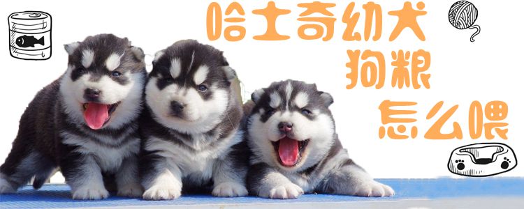 哈士奇幼犬狗糧怎么喂
