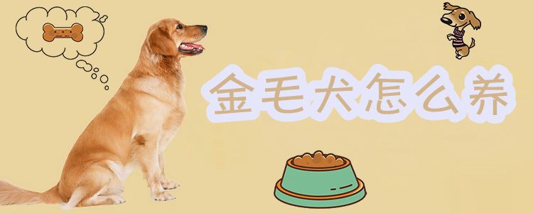 金毛犬怎么養