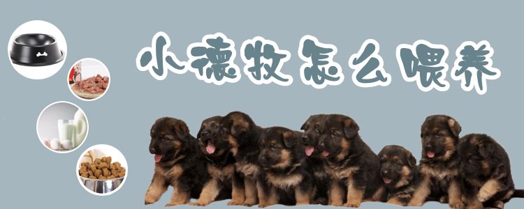 小德牧怎么喂養