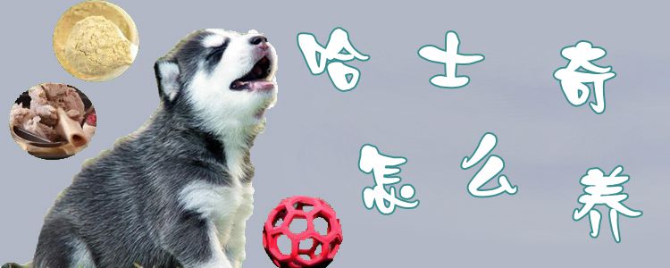 哈士奇怎么養(yǎng)