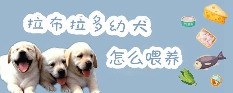 拉布拉多幼犬怎么喂養