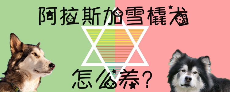 阿拉斯加雪橇犬怎么養