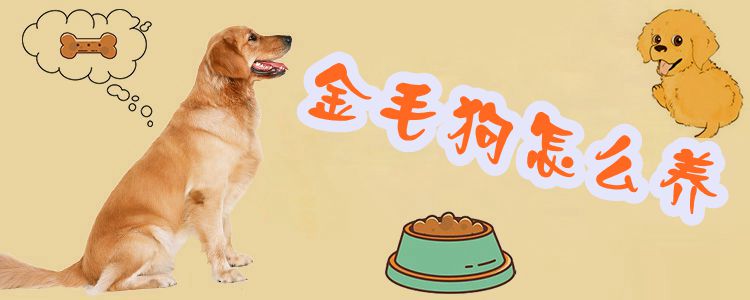 金毛狗怎么養(yǎng)