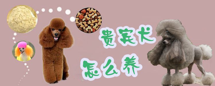 貴賓狗怎么養(yǎng)