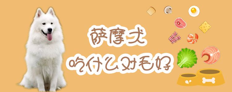 薩摩犬吃什么對毛好 