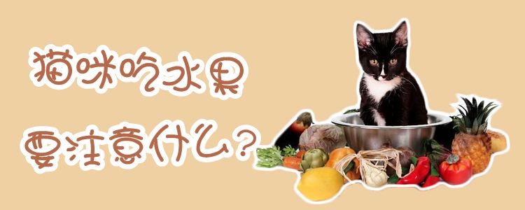 貓咪吃水果要注意什么