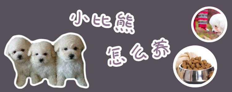 小比熊怎么養