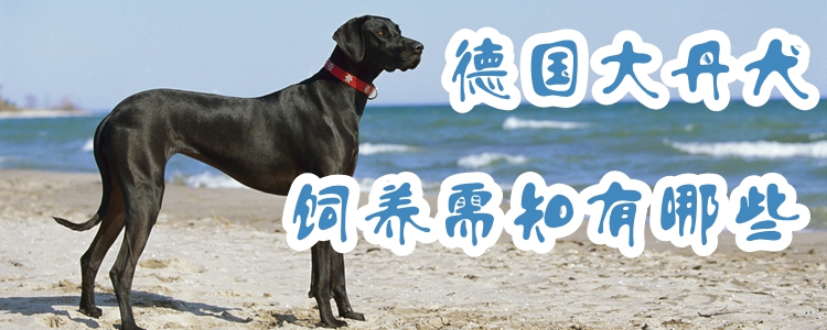 德國大丹犬飼養需知有哪些