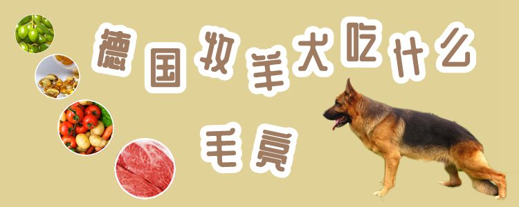 德國牧羊犬吃什么毛亮