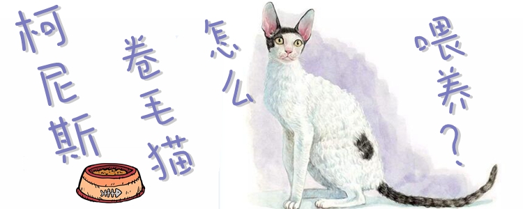 柯尼斯卷毛貓?jiān)趺次桂B(yǎng)