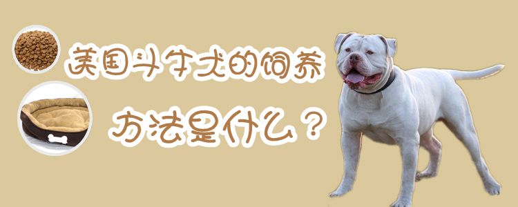 美國(guó)斗牛犬飼養(yǎng)方法是什么