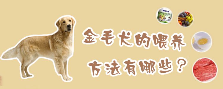 金毛犬的喂養方法有哪些