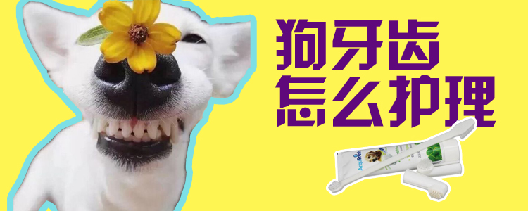 狗牙齒怎么護理