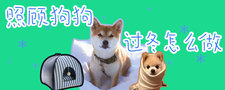 照顧狗狗過冬怎么做