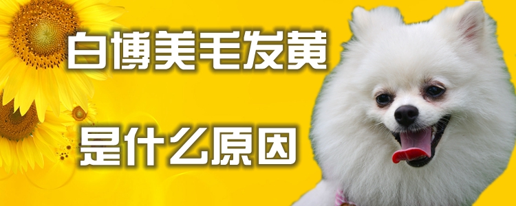 白博美毛發黃是什么原因