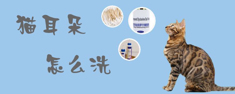 貓耳朵怎么洗