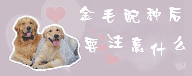 金毛配種后要注意什么