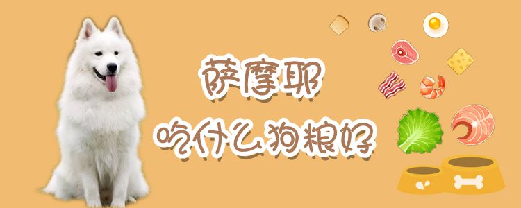 薩摩耶吃什么狗糧好