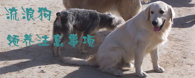流浪狗領(lǐng)養(yǎng)注意事項