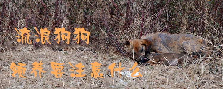流浪狗狗領養(yǎng)要注意什么