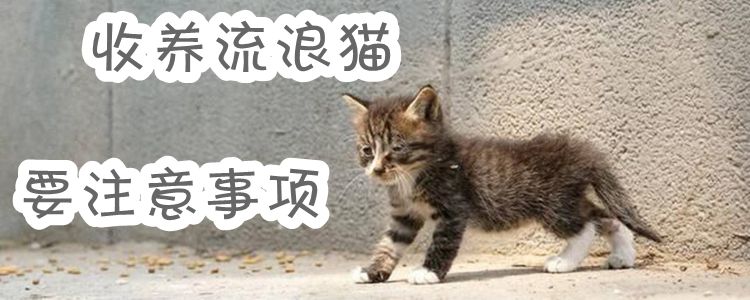 收養流浪貓要注意事項