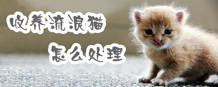 收養流浪貓怎么處理