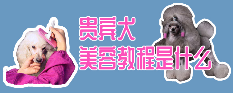 貴賓犬美容教程是什么